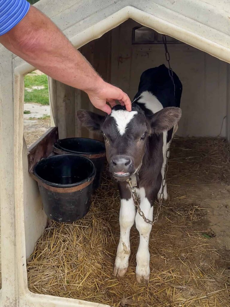 petting calf
