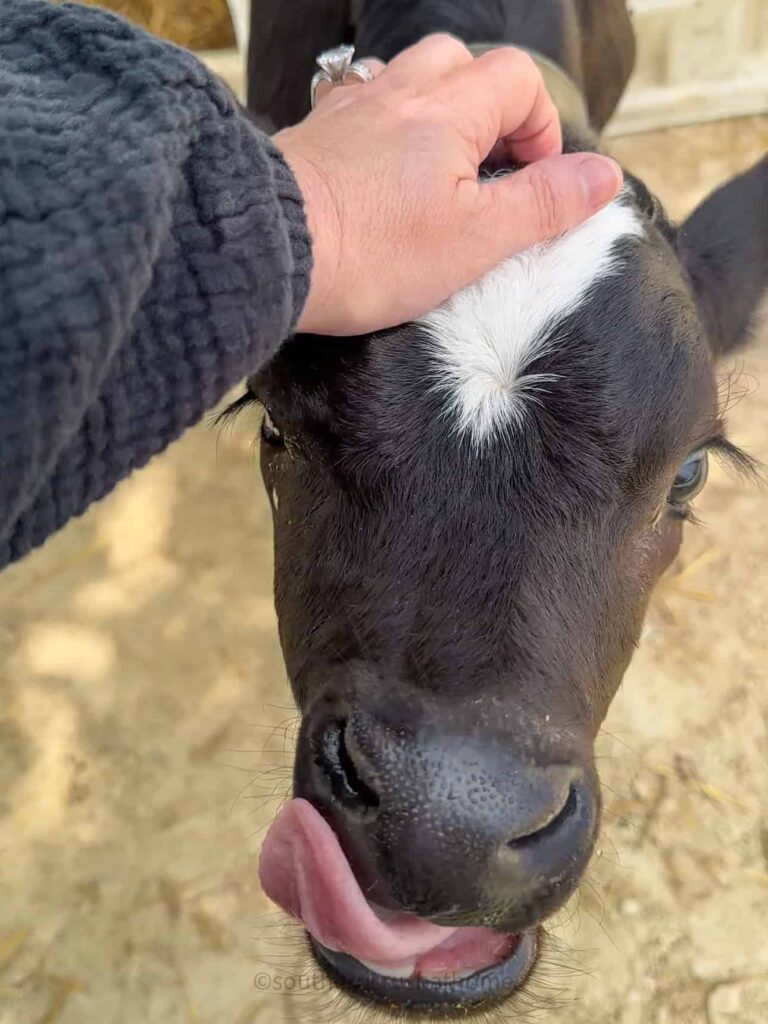 petting a calf