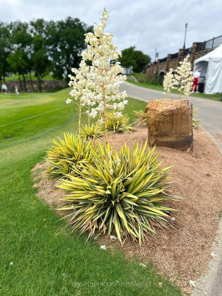 yucca plants on the golf course