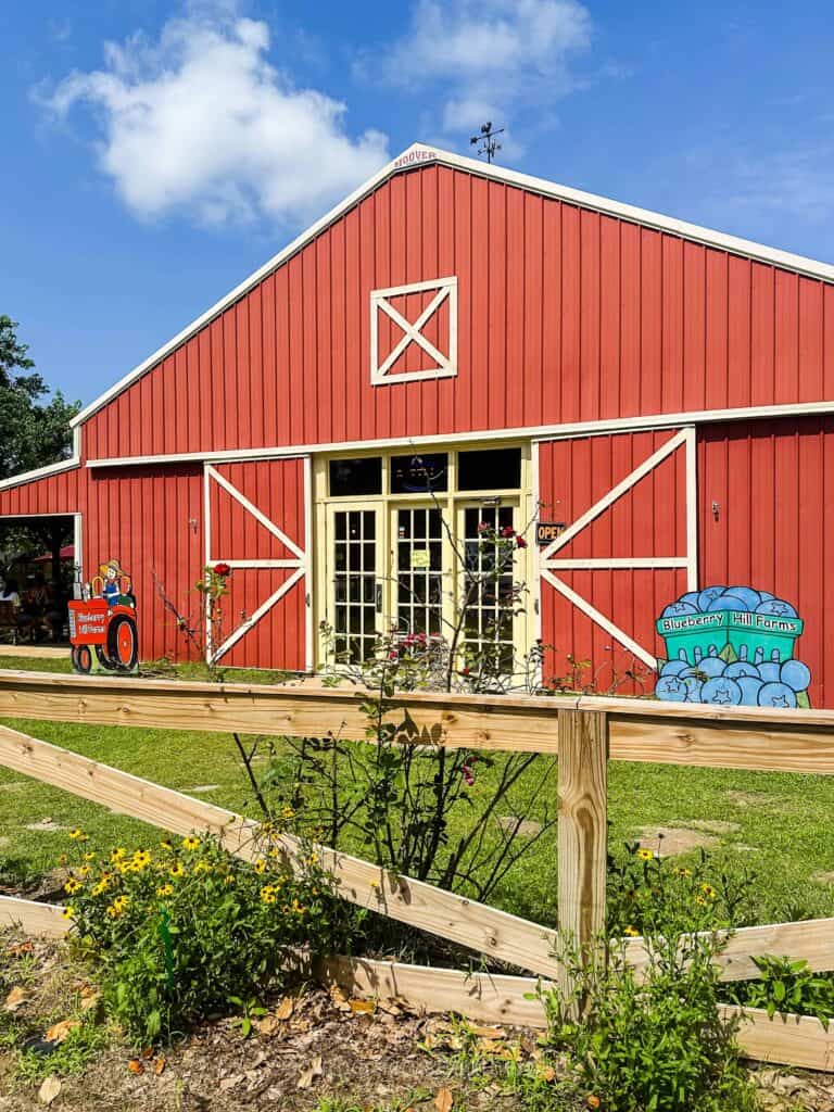 big red barn at blueberry picking farm