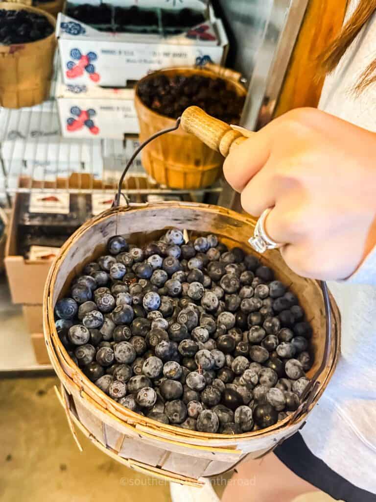 holding up a bushel of fresh picked blueberries