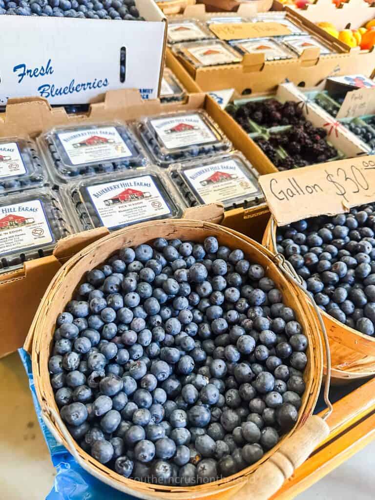 U Pick Blueberry Picking Farm in Edom, TX