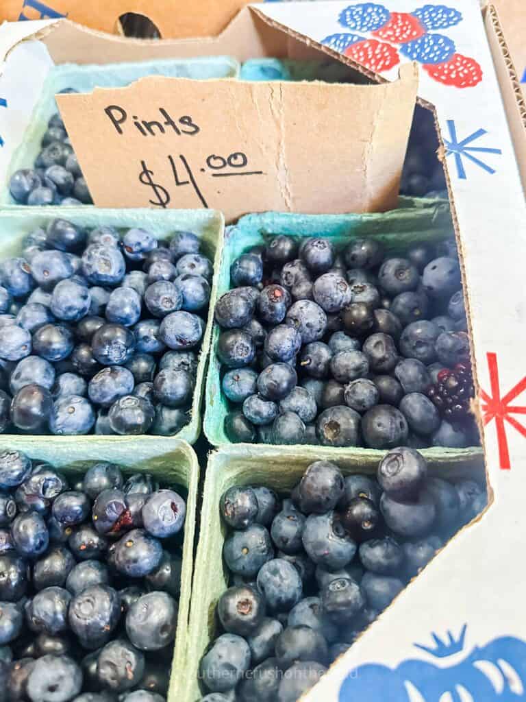 fresh blueberry pints