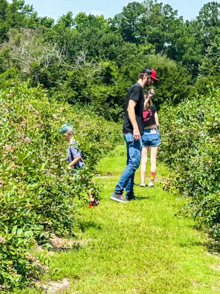 family blueberry picking