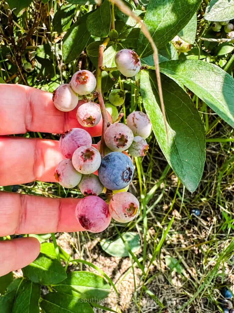 touching blueberries on the vine