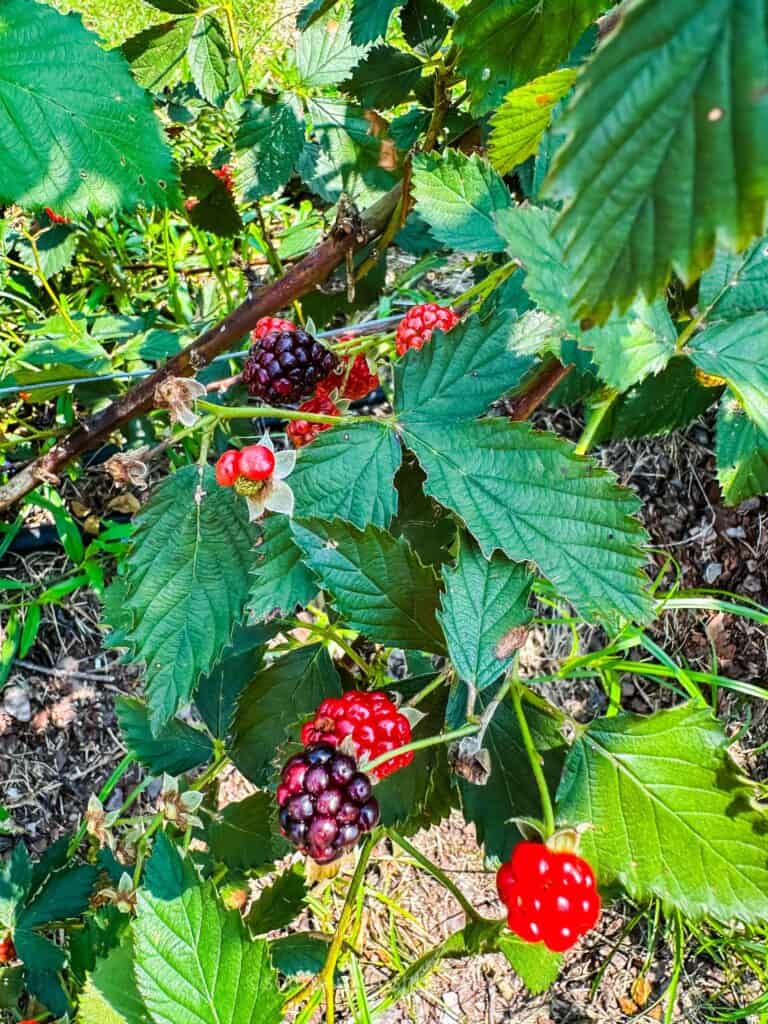 fresh blackberries on the vine