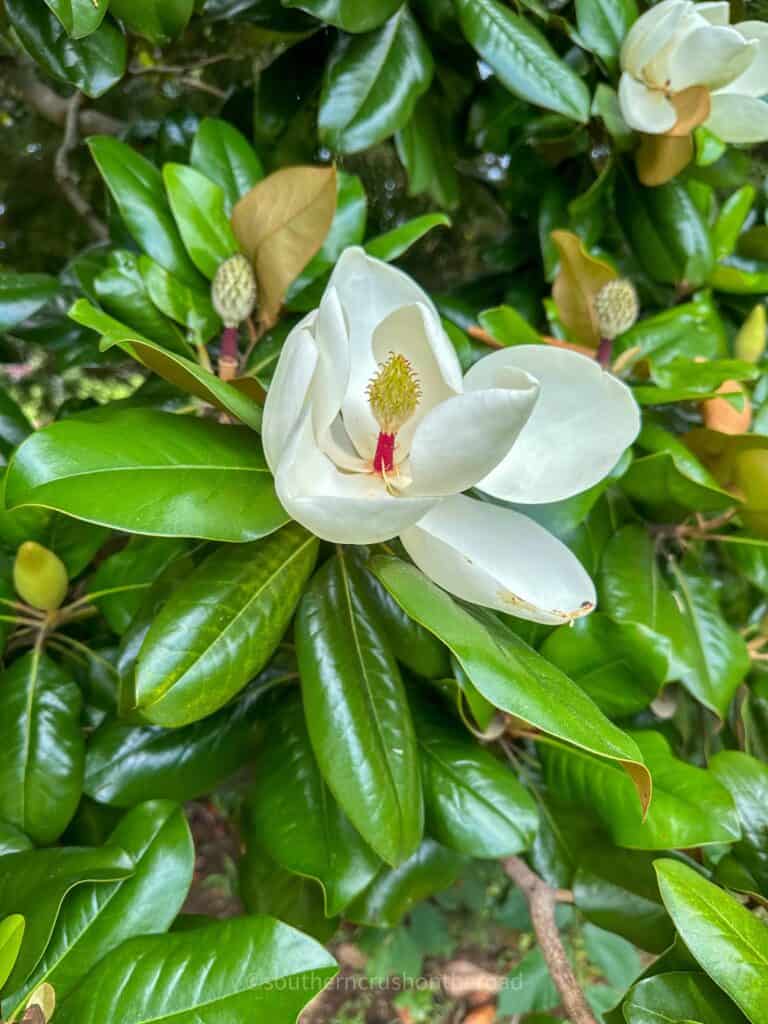 up close view of magnolia bloom