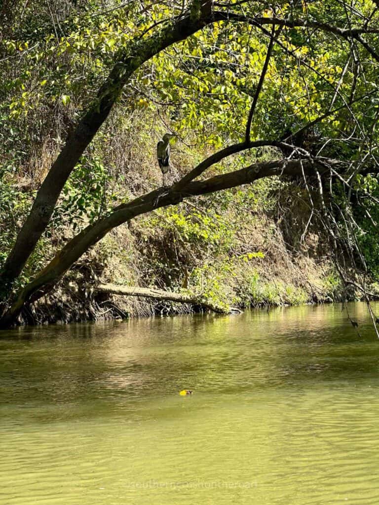 heron on tree in trinity river