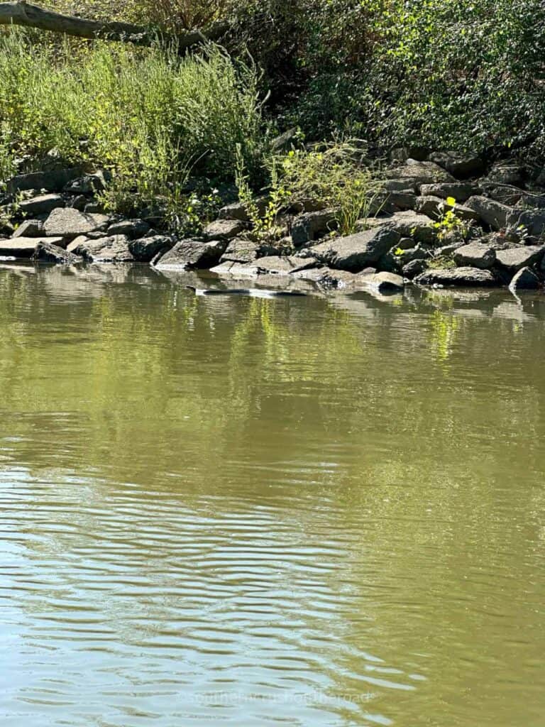 snake in the trinity river in tx