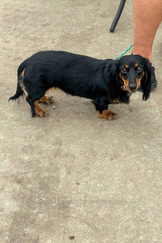 dachsund