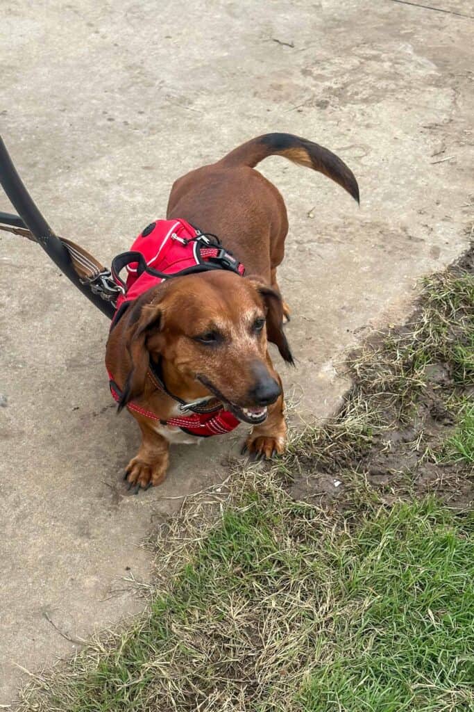 dachsund